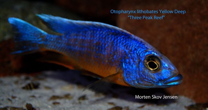 Otopharynx lithobates 'Three Peaks Reef'